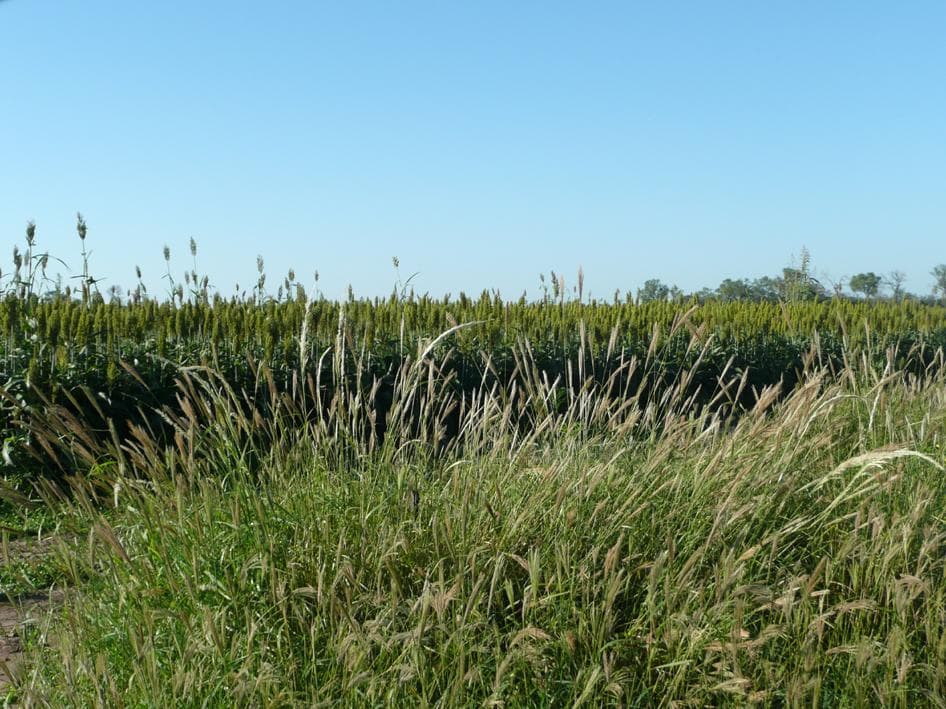 Estancia “El Guapo”